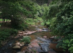 Paradise Valley Nature Reserve | Photo credits: Tourism Kwazulu-Natal