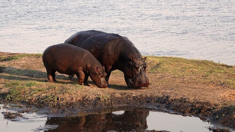 Hippos grazing in Botswana.