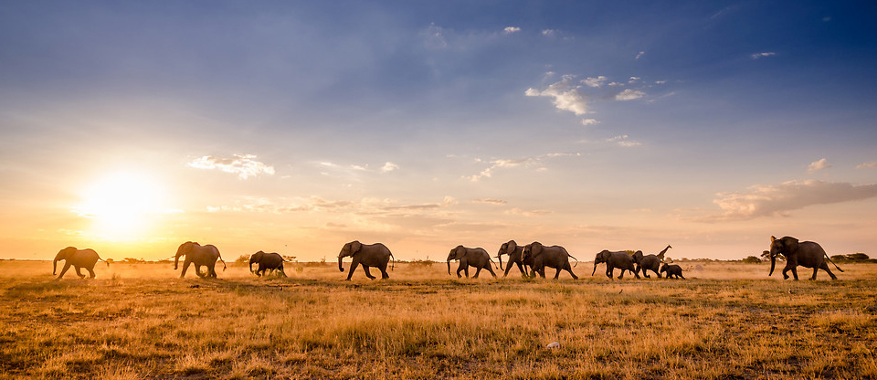 a herd of elephants travelling through Botswana