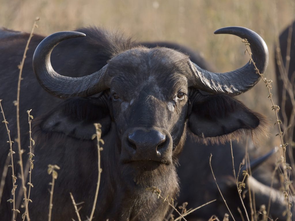 Portraitaufnahme eines weiblichen Afrikanischen Büffels (Syncerus caffer) in der Serengeti