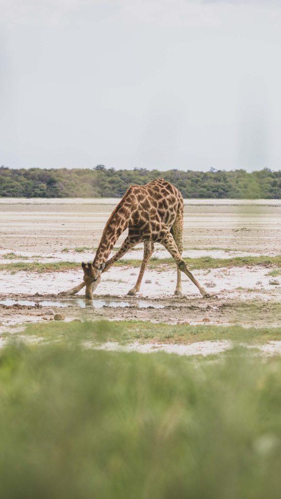 Giraffe drinking water in Etosha National Park, Namibia | Photo credits: Moving Lens