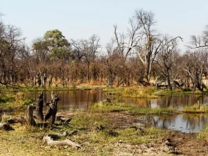 Water Hole in Moremi Game Reserve 
