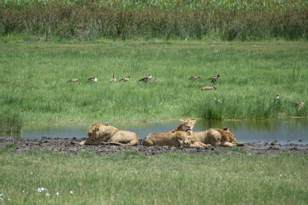 Lions in the Ngorongoro Crater, Tanzania | Photo credits: The Magic of Traveling