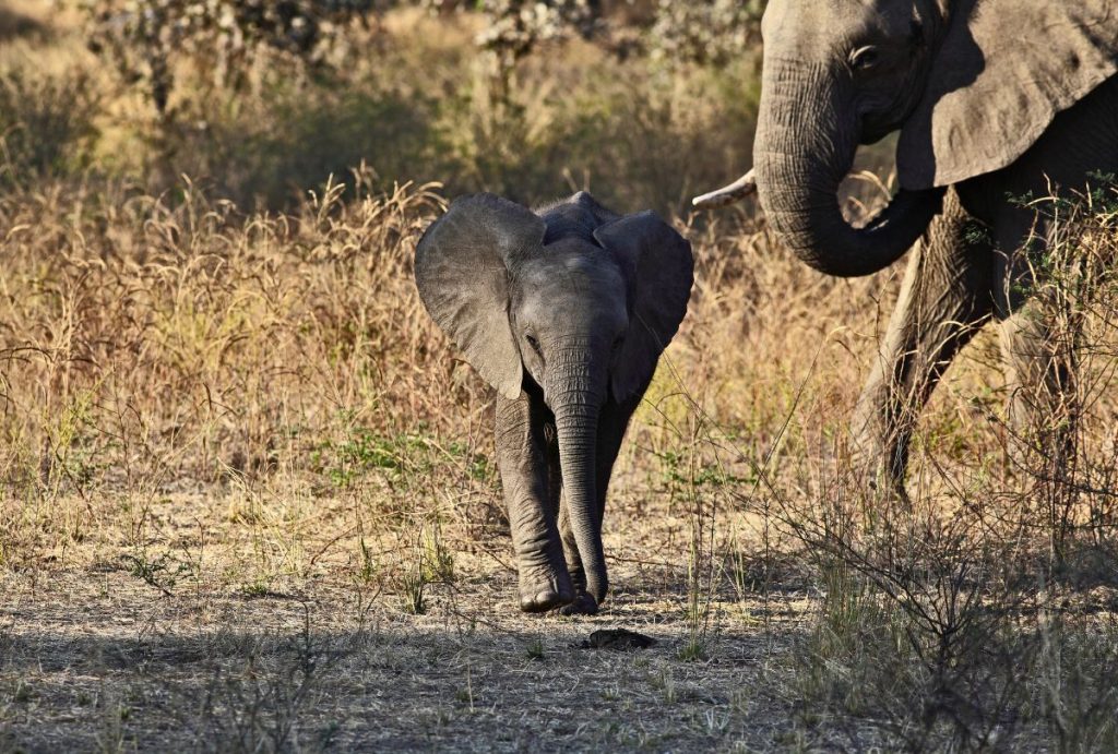 Baby elephant in South Luangwa