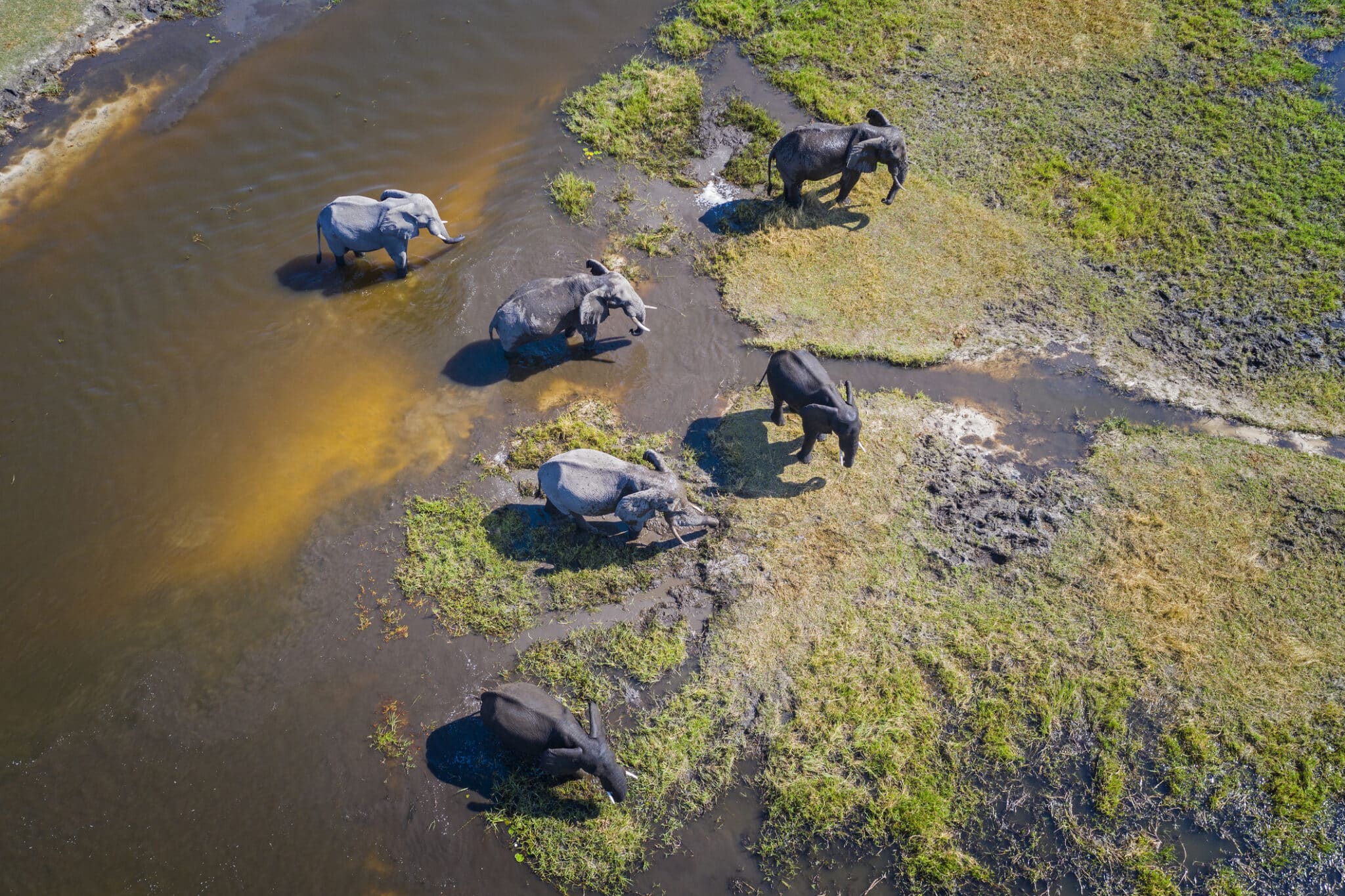 Aerial view of a group of African elephants (Loxodonta africana) in Khwai river, Moremi National Park in Okavango Delta, Botswana, Africa.