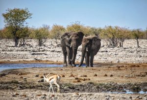 Elephants and a gazelle in Etosha National Park.