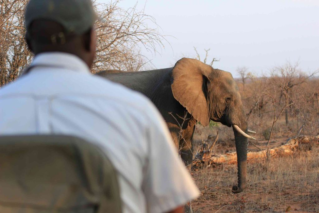A wildlife ranger watches an elephant.