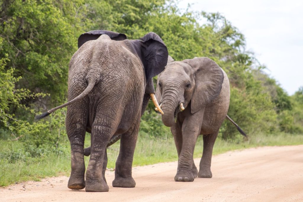 Two elephants in Kruger National Park.