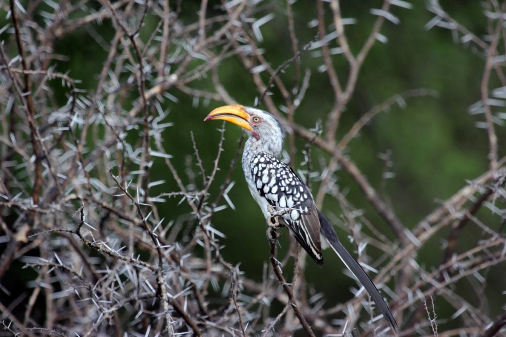 A southern yellow-billed hornbill in the Waterberg Biosphere Reserve.