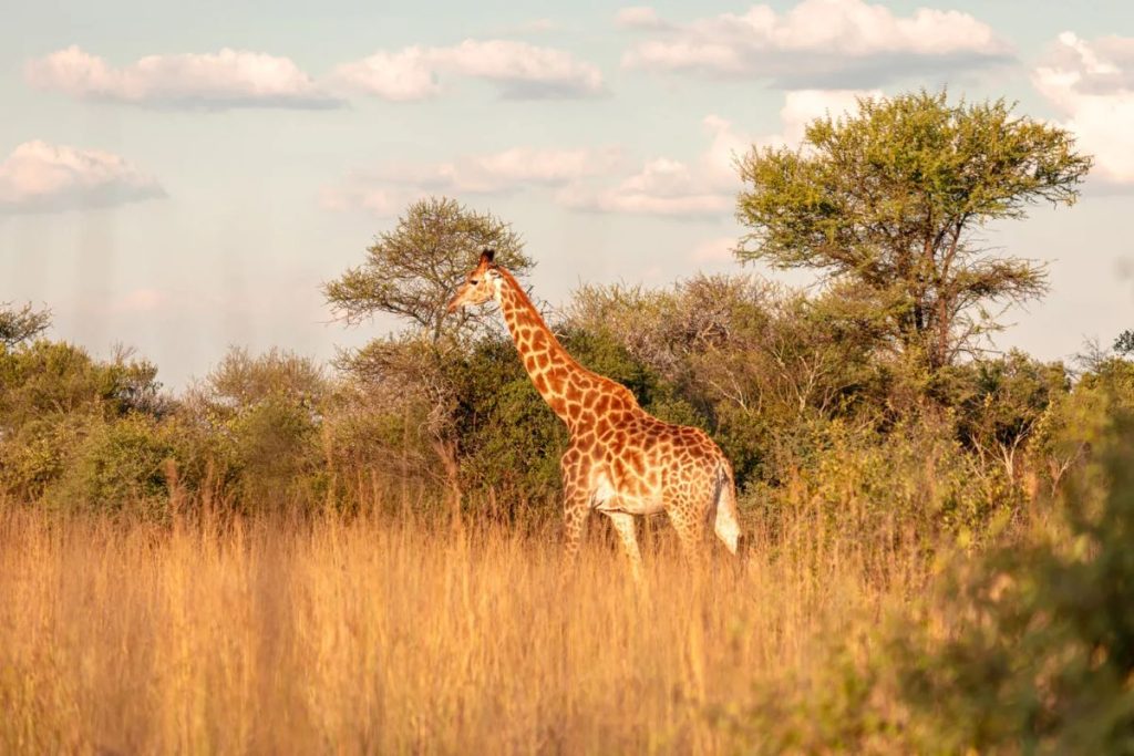 A giraffe in the Waterberg region of Limpopo.
