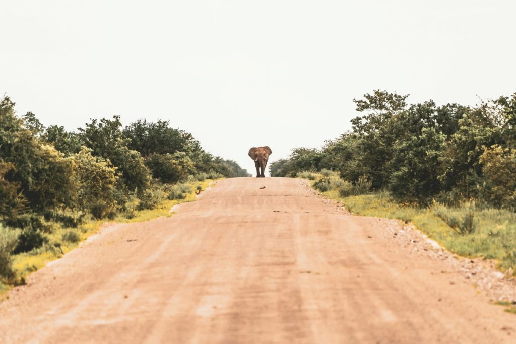 An elephant walks down a dirt road.