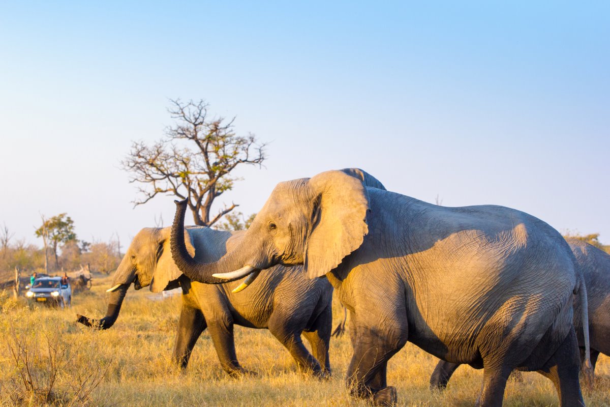 Two elephants walk past a 4x4 in Botswana.