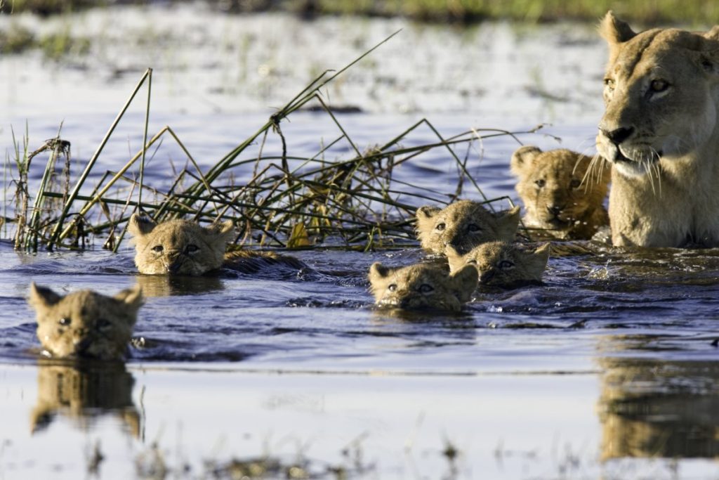Lion cubs swim across a river in Botswana.