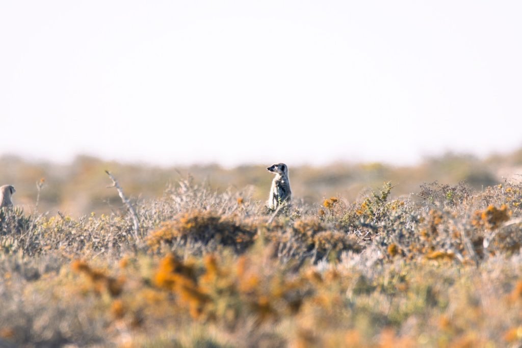 A meerkat in Namaqua National Park.