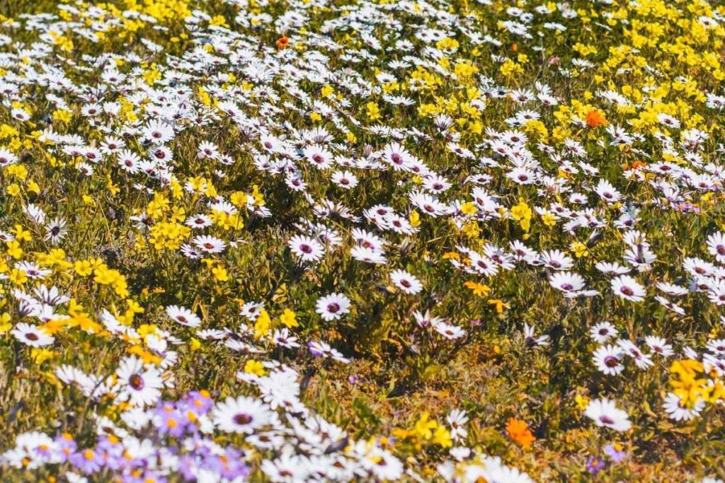 Wildflowers on the West Coast in South Africa.