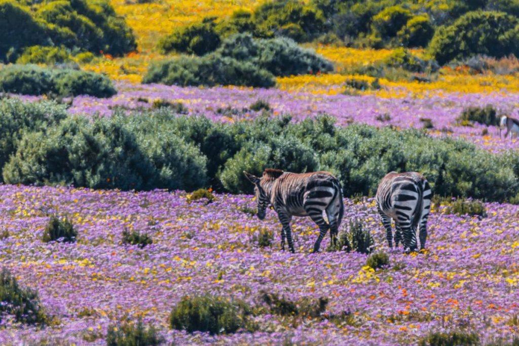 Cape mountain zebra feed among wildflowers.