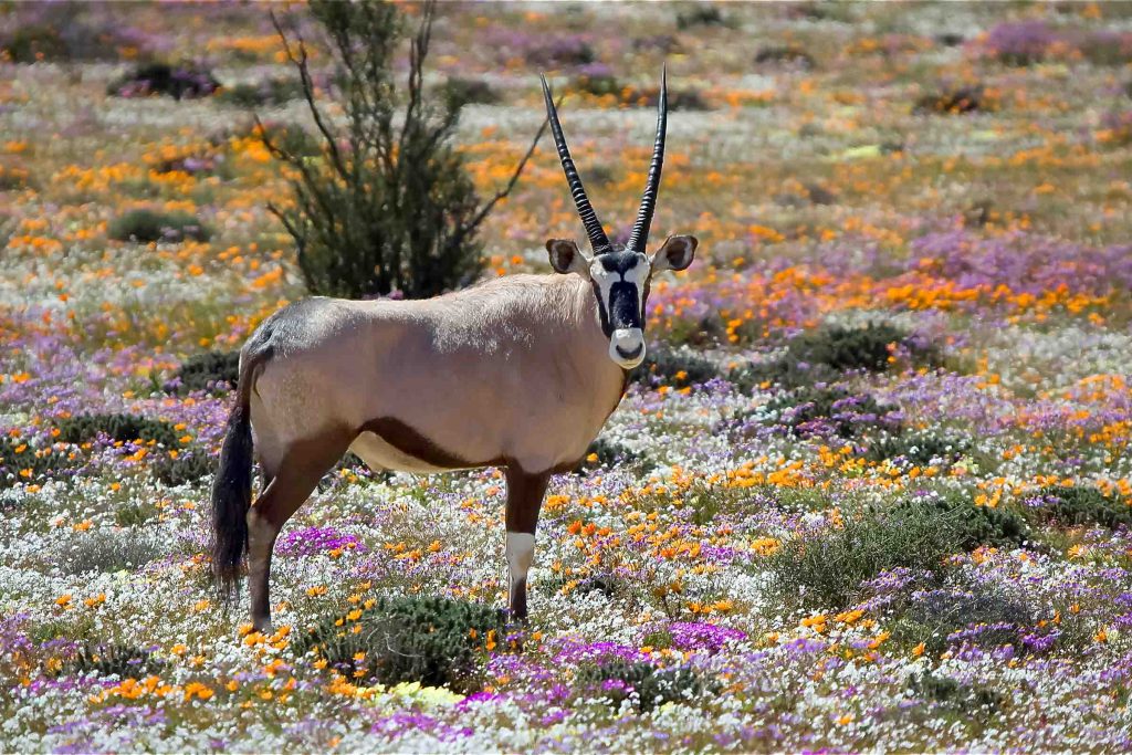 An oryx between wild flowers at the Goegap Nature Reserve near the town of Springbok, in the Northern Cape Namaqualand.
