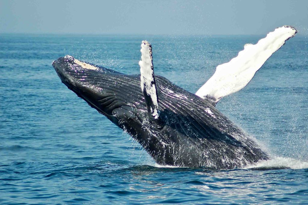 A whale breaches off the coast of South Africa Photo: Getty Images