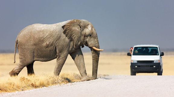 Self-drive in the Etosha National Park