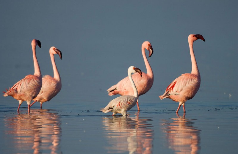 Etosha National Park hosts thousands of migrating flamingos