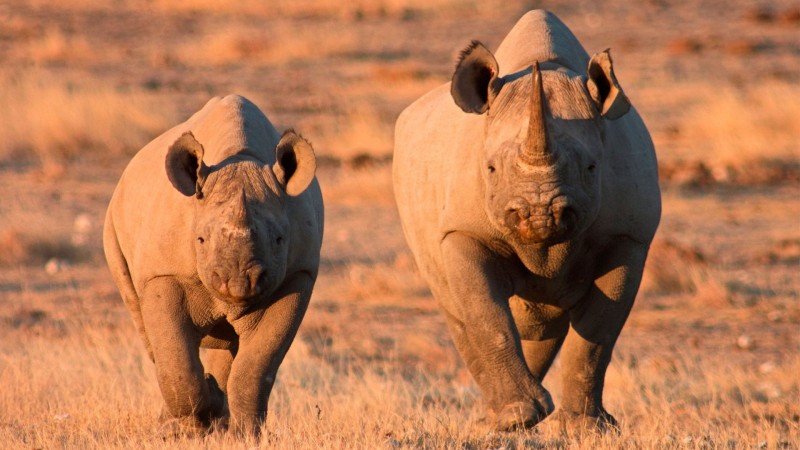 Etosha National Park: Black Rhino