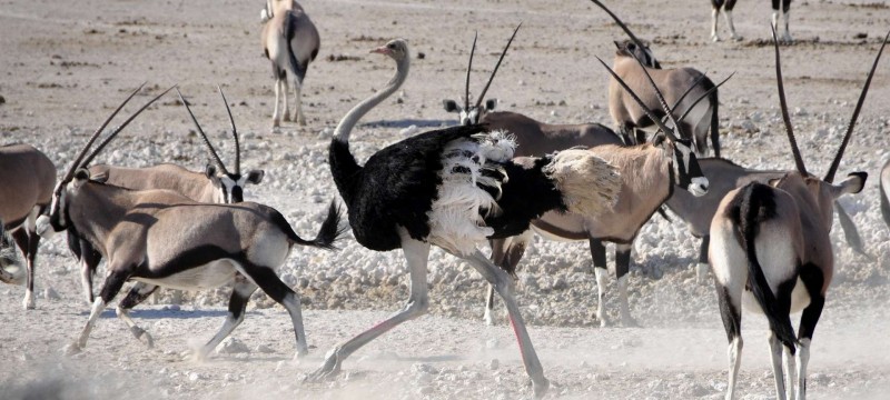 Ostrich and oryx are some of the wildlife that can be sighted from the road