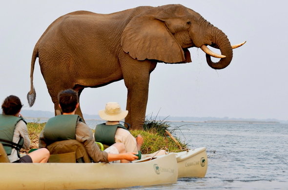 Zambezi river cruises