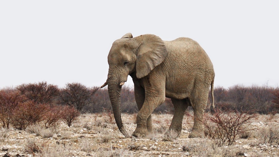 Desert elephant are prolific in Kaokoland